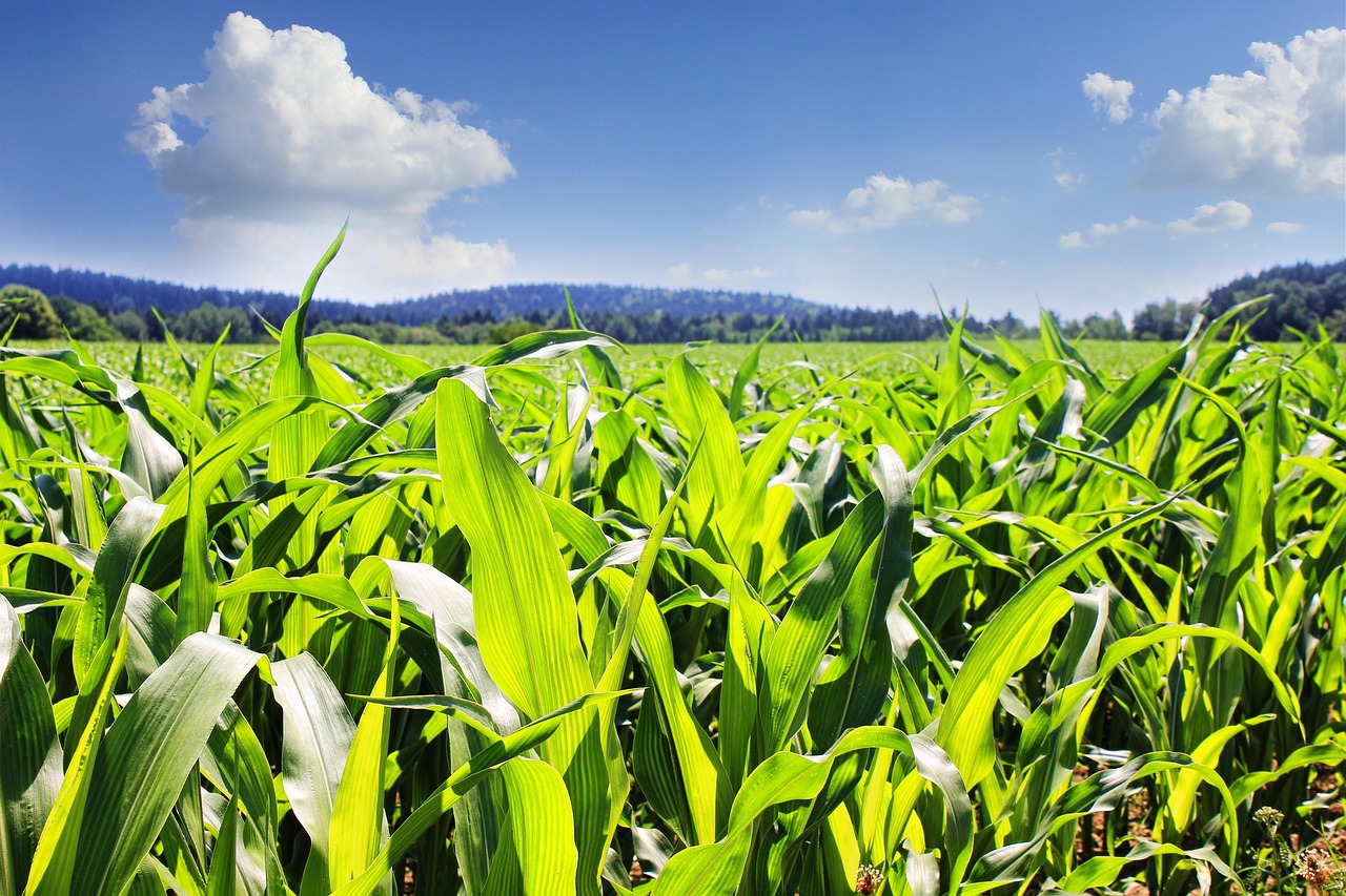 Dlaczego stosowane jest ziarno kukurydzy w żywieniu zwierząt hodowlanych?